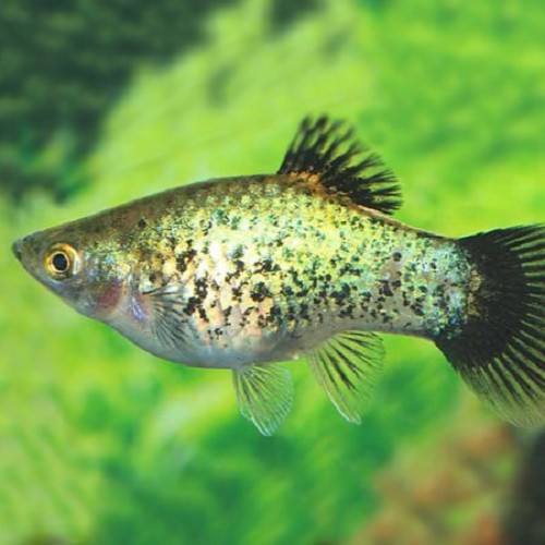 Xiph.maculatus   Platy neon green wagt.M